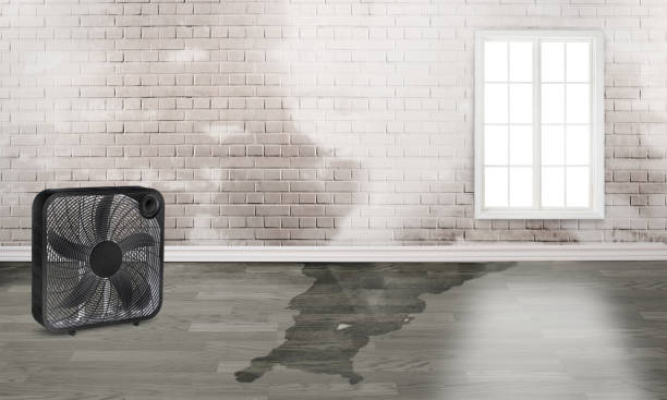 Best Flood restoration services  in Sloan, IA